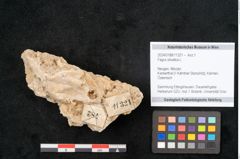 Foto (Objekt + Etikett) von Fagus silvatica L. (NHMW-GEO-2024-0188-11321)